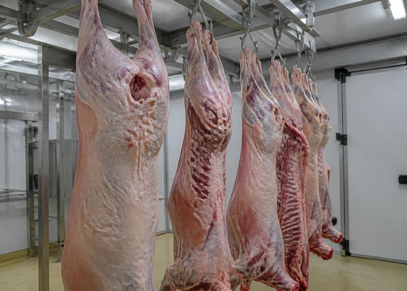 Chilled lamb carcasses hanging on rails in an EU-approved cutting room